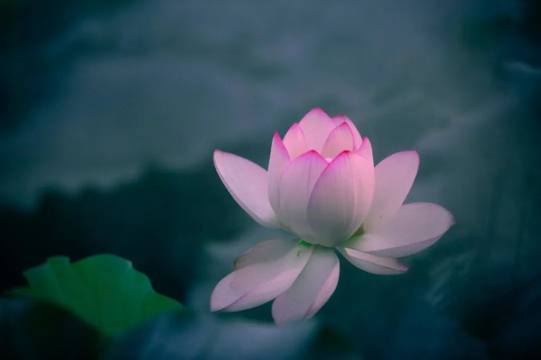 烧死小狗后，他逃往外地，谁知母狗追了他数年，悲剧发生了……