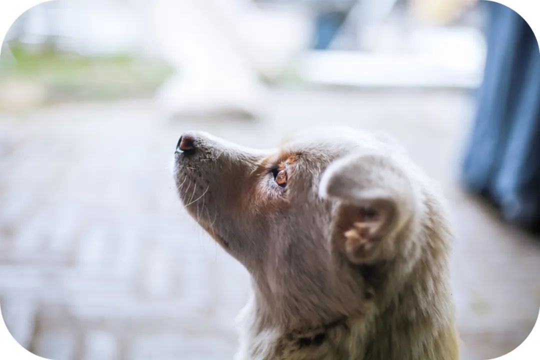猫狗为何会对着空无一物处大叫？科学给出解释后，更令人细思极恐