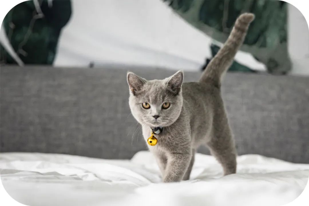 猫狗为何会对着空无一物处大叫？科学给出解释后，更令人细思极恐