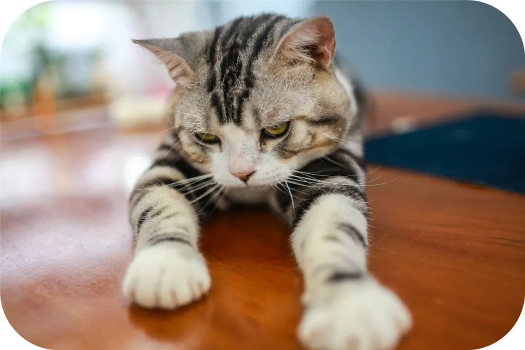 猫狗为何会对着空无一物处大叫？科学给出解释后，更令人细思极恐