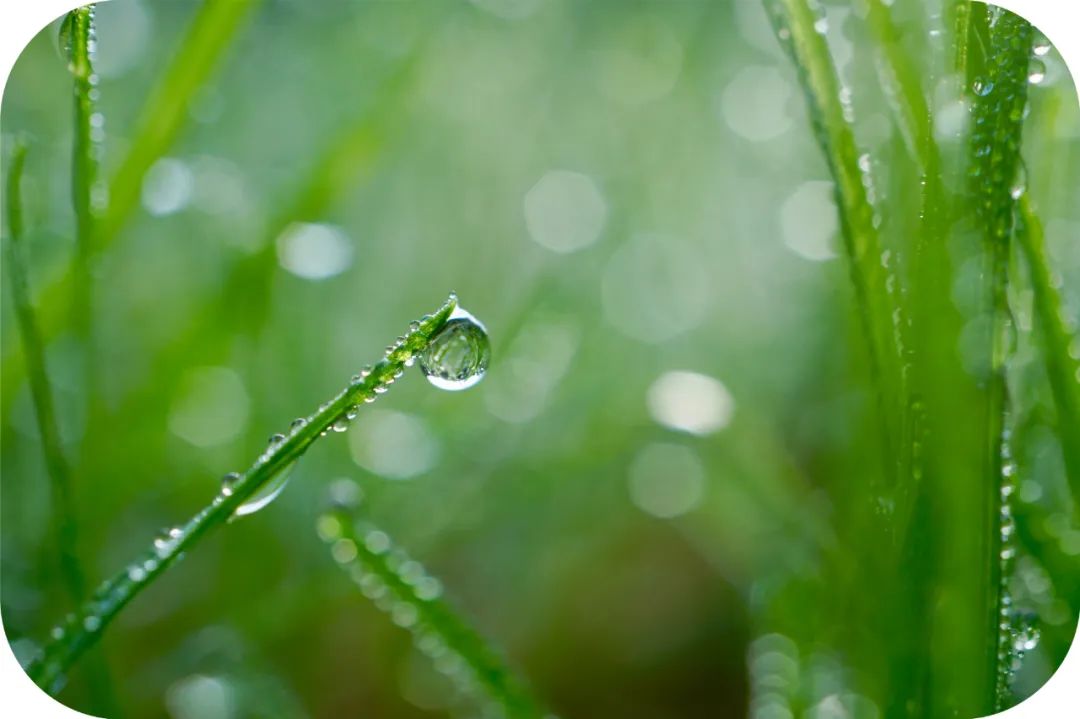 观音成道日纪念什么?滴滴杨枝露,化作人间救苦方