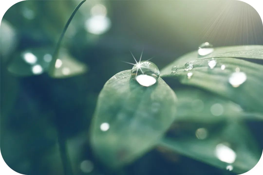 观音成道日纪念什么?滴滴杨枝露,化作人间救苦方