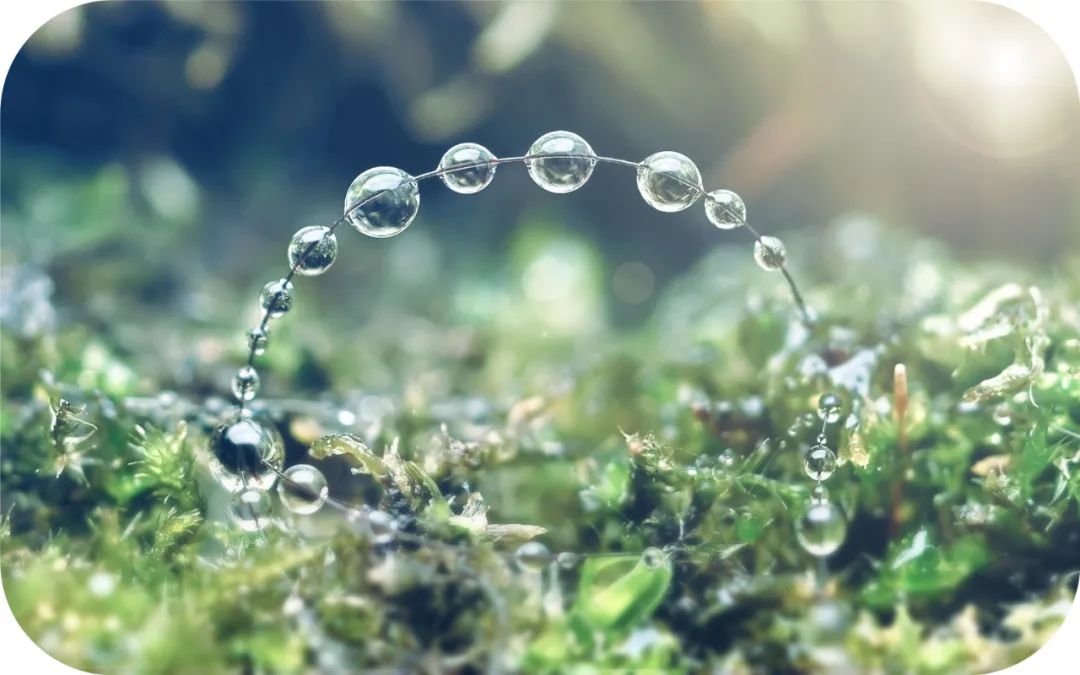 观音成道日纪念什么?滴滴杨枝露,化作人间救苦方