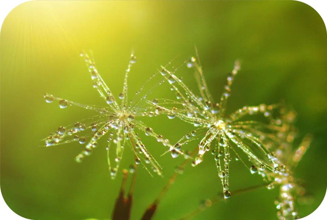 观音成道日纪念什么?滴滴杨枝露,化作人间救苦方