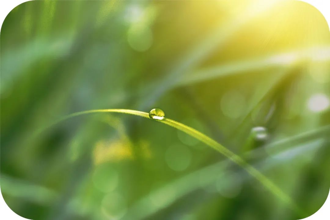 观音成道日纪念什么?滴滴杨枝露,化作人间救苦方