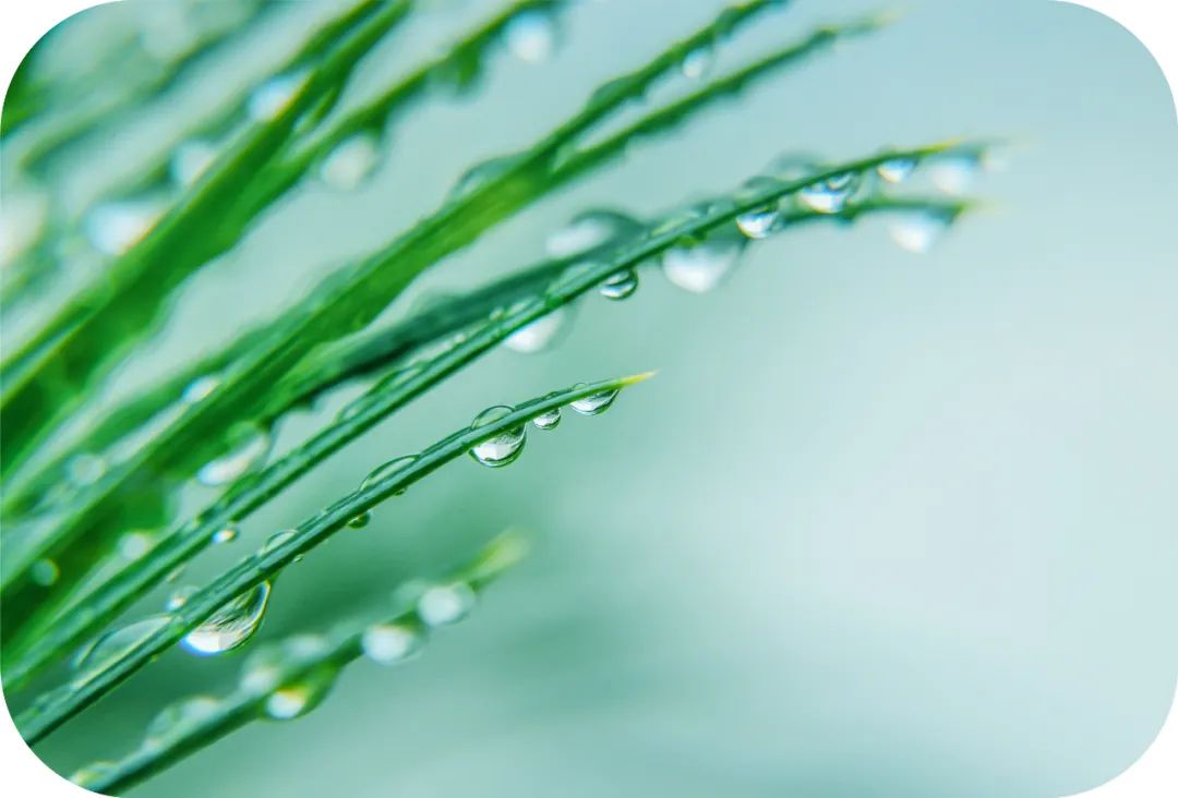 观音成道日纪念什么?滴滴杨枝露,化作人间救苦方