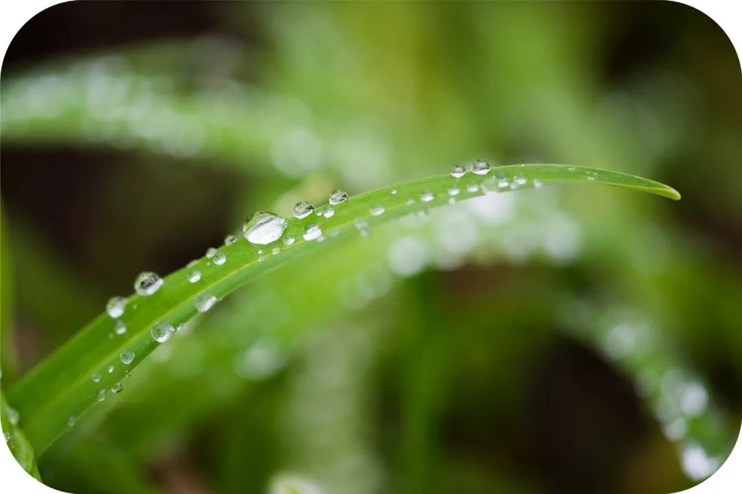 观音成道日纪念什么?滴滴杨枝露,化作人间救苦方