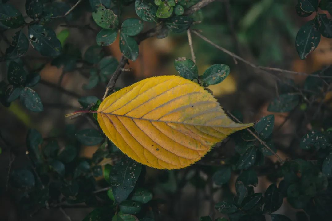 一位出家人，“看”到了自己600年的悲惨轮转，他要讲出来，利益更多人