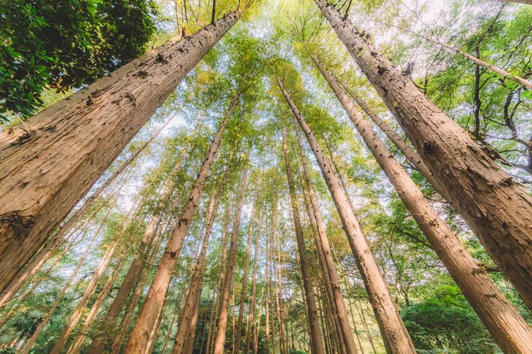 一位出家人，“看”到了自己600年的悲惨轮转，他要讲出来，利益更多人