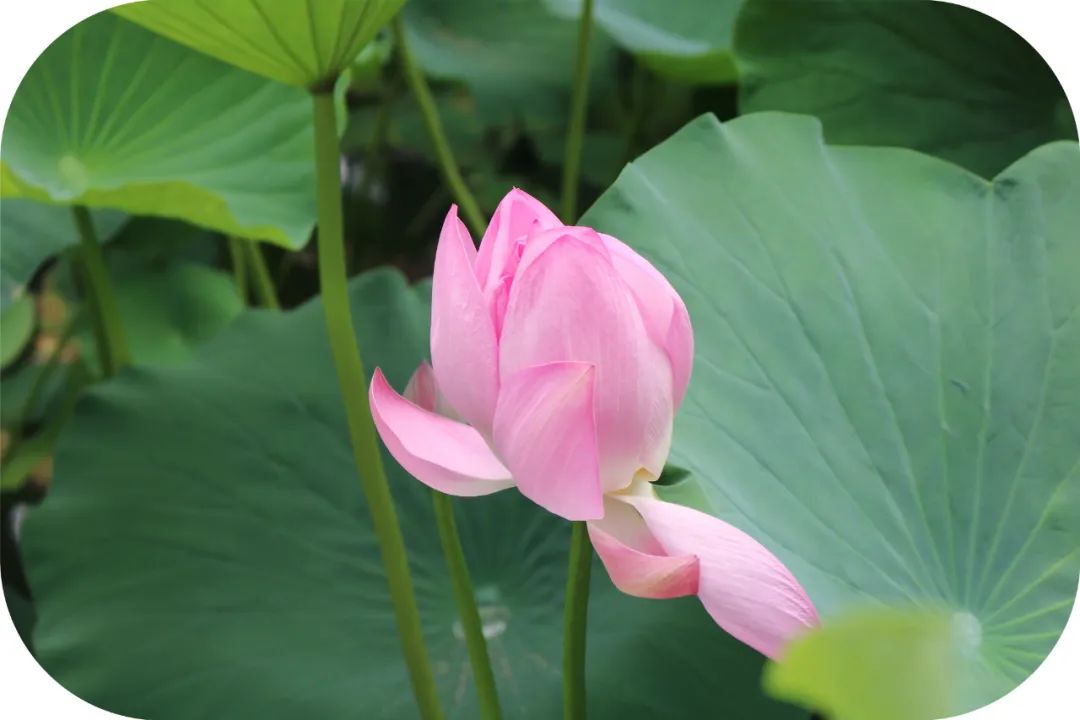 公安大学教授也无法解释，罪犯人生三次被抓竟都是在寺院