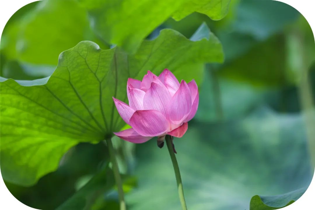 公安大学教授也无法解释，罪犯人生三次被抓竟都是在寺院