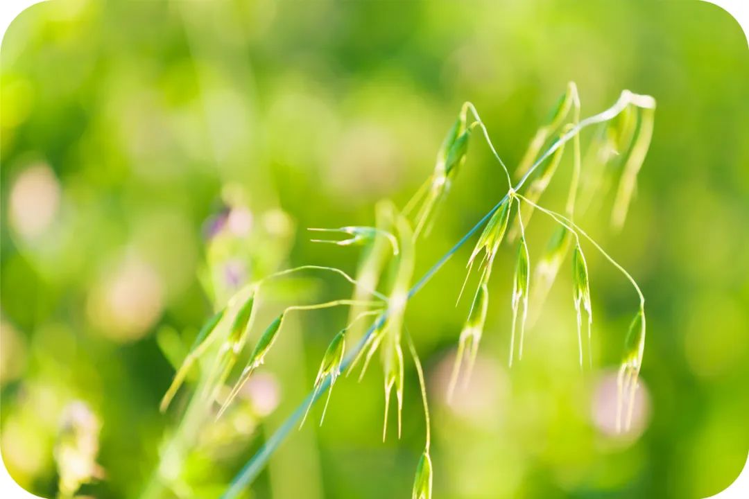 他一梦见到前世，曾拥大福报却不知珍惜，八十岁一夜暴亡时仍未醒悟