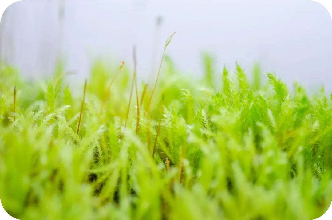 他一梦见到前世，曾拥大福报却不知珍惜，八十岁一夜暴亡时仍未醒悟