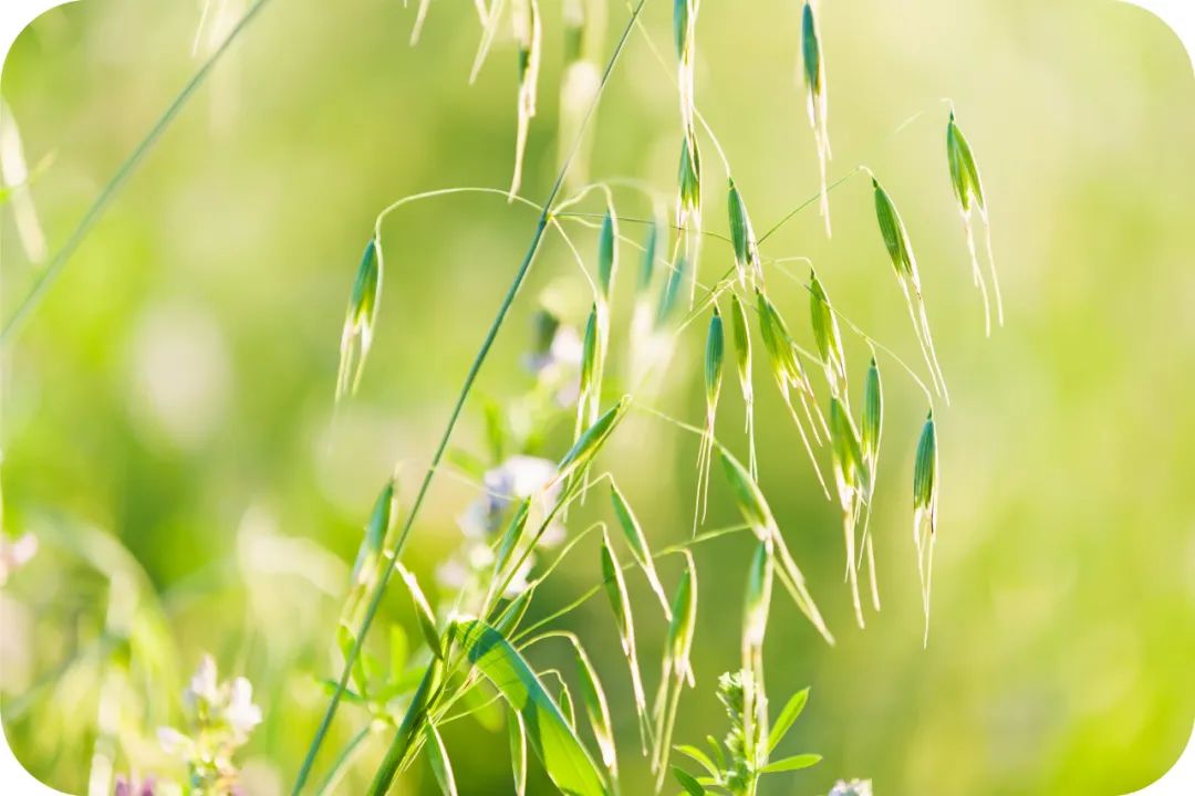 他一梦见到前世，曾拥大福报却不知珍惜，八十岁一夜暴亡时仍未醒悟